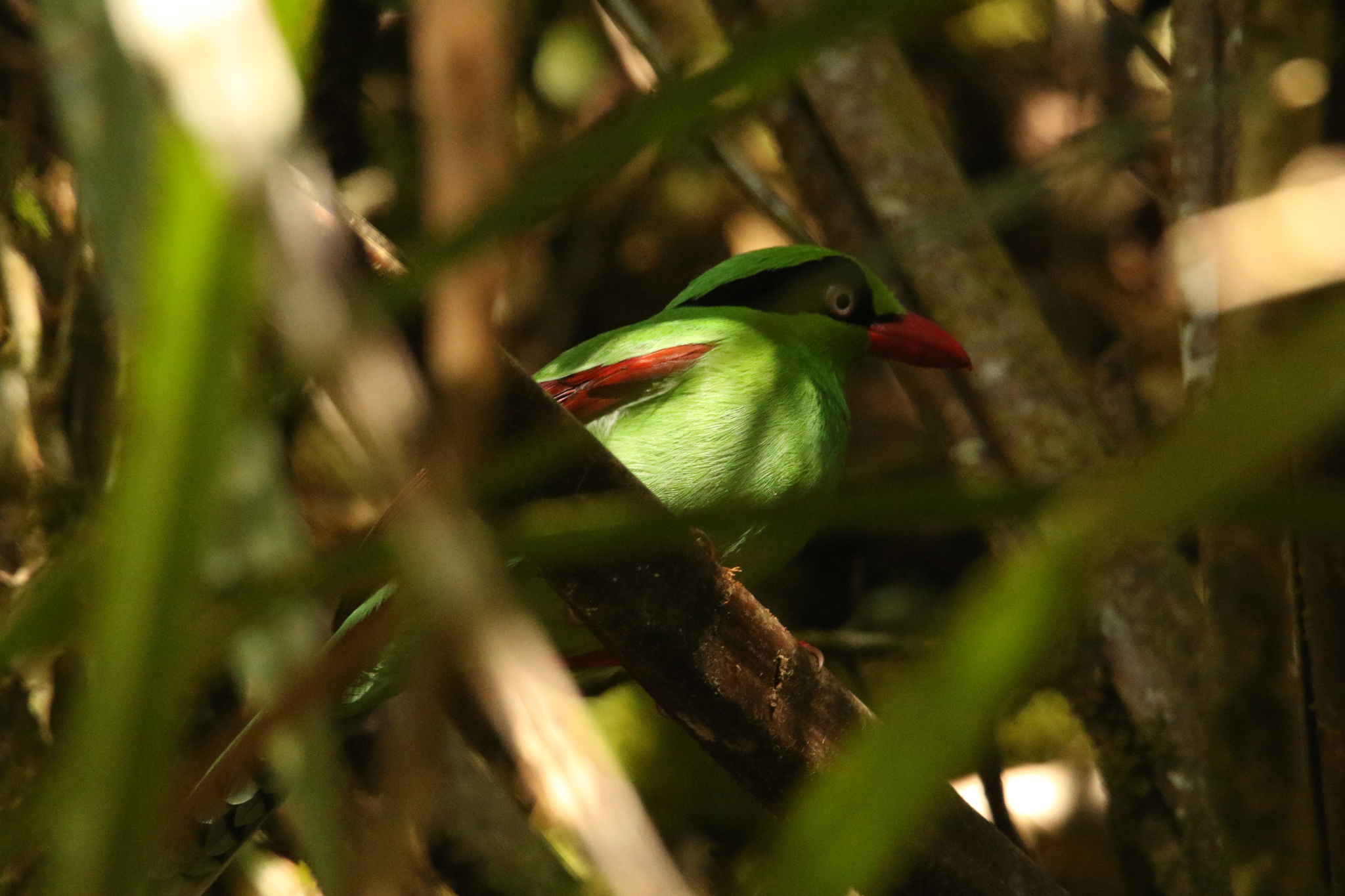 Bornean Green Magpie (Cissa jefferyi), photo 3