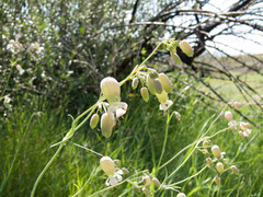 Silene vulgaris