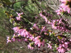 Erica nudiflora