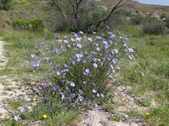Linum narbonense