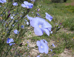 Linum narbonense