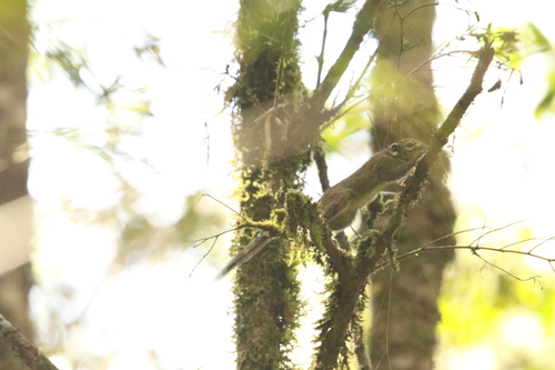 Jentink's Squirrel