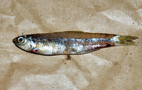 Anchovy (Anchoviella lepidentostole) — Engraulidae — 2