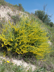 Anthyllis cytisoides