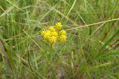 Polygala ramosa