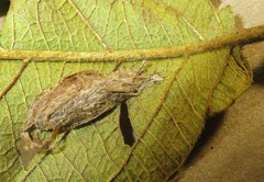 Goniocalpe heteromorpha