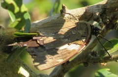 Charaxes cithaeron