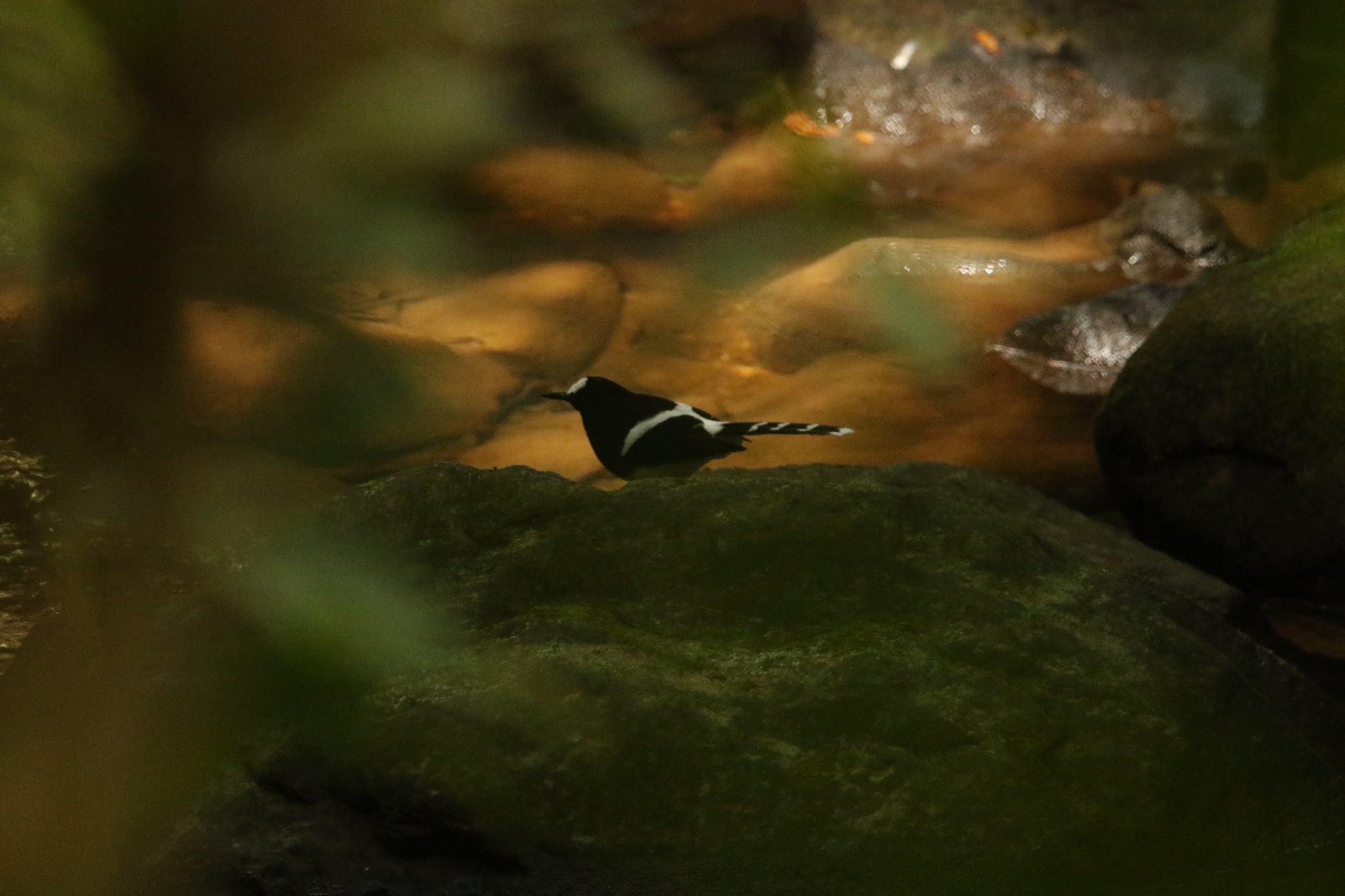 Bornean Forktail (Enicurus borneensis), photo 6