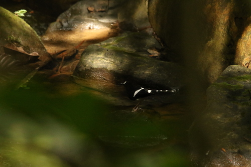 Bornean Forktail (Enicurus borneensis), photo 7