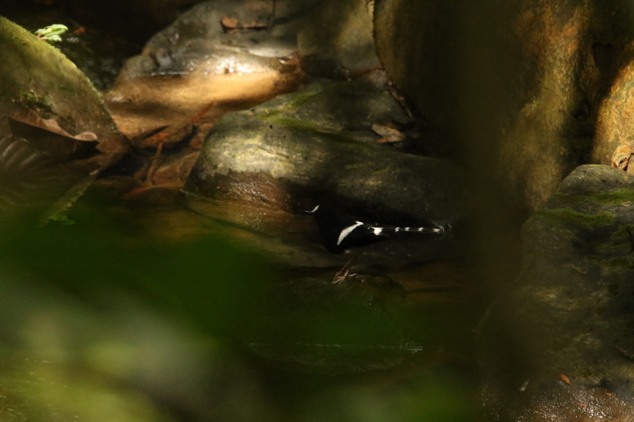 Bornean Forktail (Enicurus borneensis), photo 7