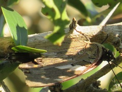 Charaxes cithaeron