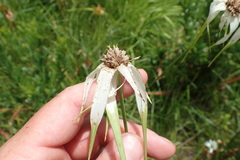 Rhynchospora latifolia