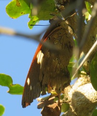 Charaxes cithaeron