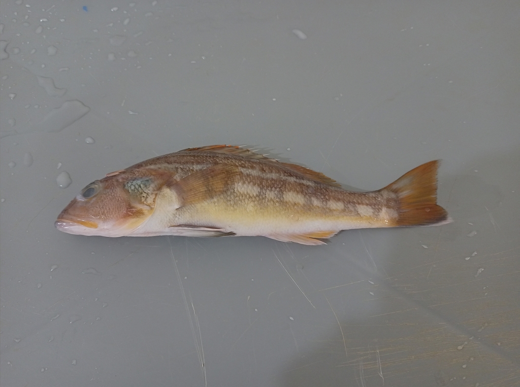Greater sand perch (Diplectrum maximum) — Serranidae