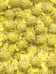 Achillea filipendulina