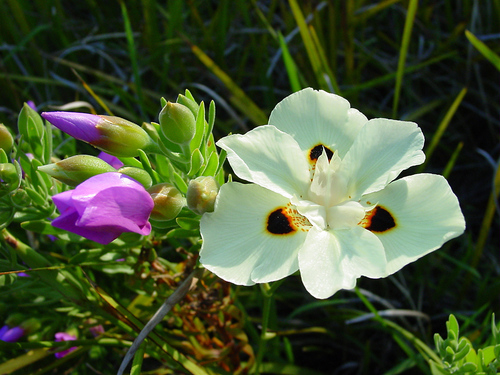 Dietes bicolor