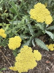 Achillea filipendulina