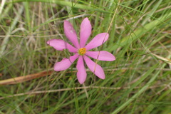 Sabatia gentianoides