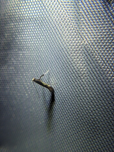 Dogwood Caloptilia Moth photo 4