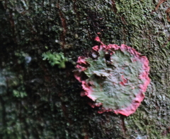 Herpothallon