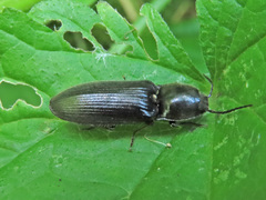Hemicrepidius niger
