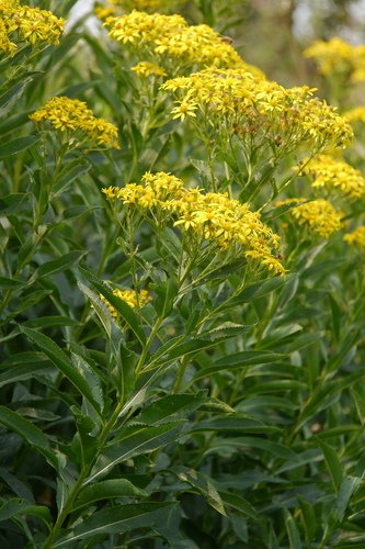 Image of Senecio sarracenicus by (c) joy russell, some rights reserved (CC BY)