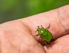 Calomacraspis concinna