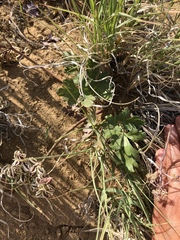 Cymopterus newberryi