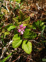 Rubus arcticus acaulis