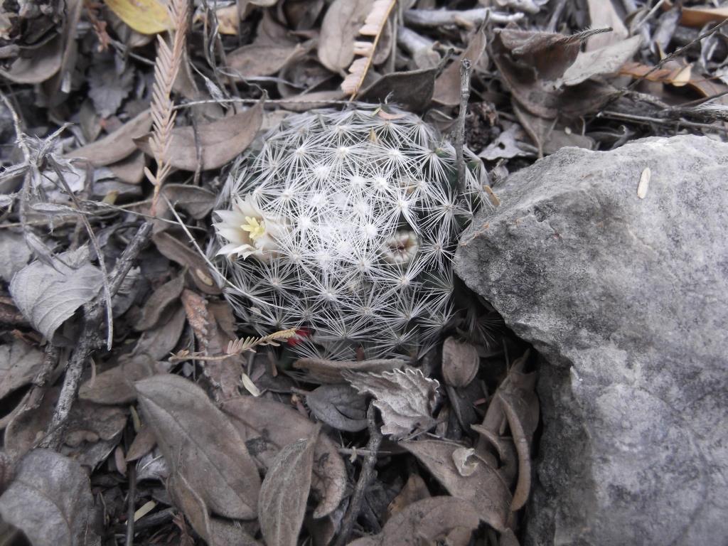 Mammillaria schiedeana ssp. dumetorum