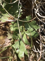 Cymopterus newberryi