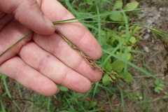 Rhynchospora inexpansa