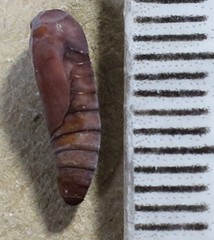 Goniocalpe heteromorpha