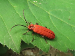 Dictyoptera