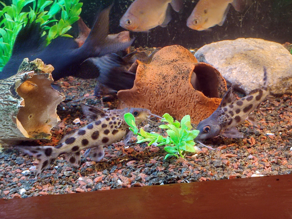 Catfish (Synodontis ocellifer) — Mochokidae