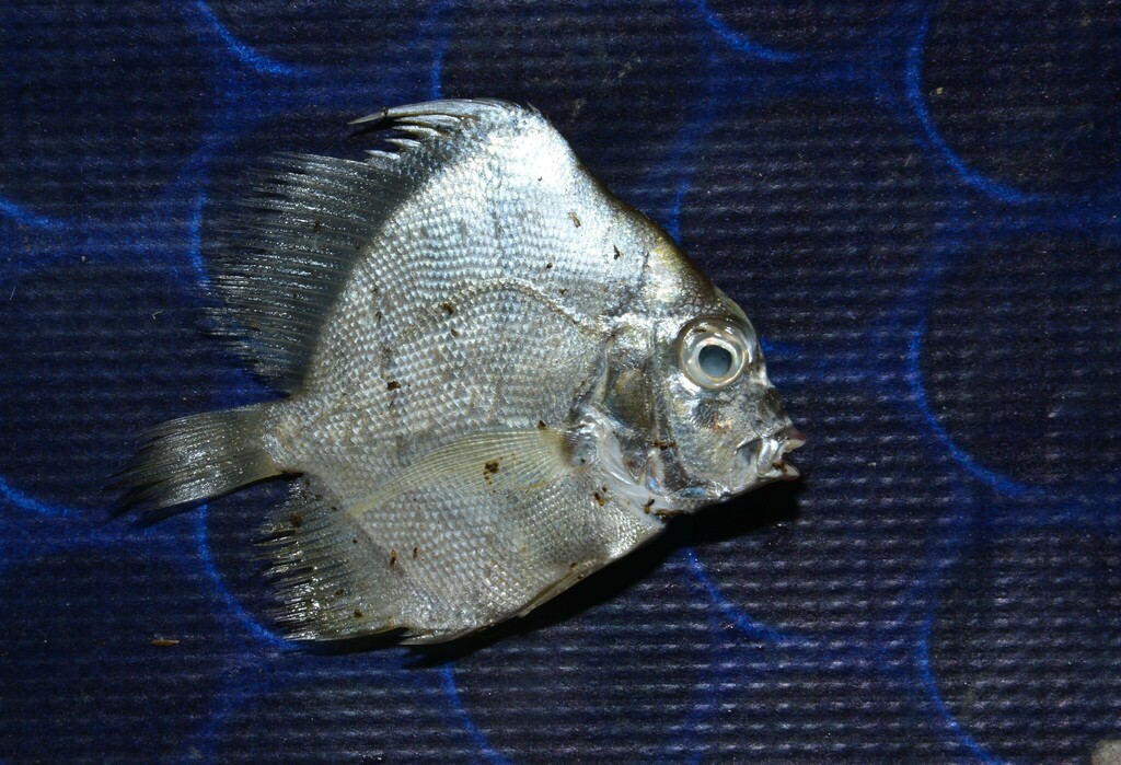 Concertina fish (Drepane longimana)