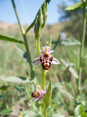 Ophrys scolopax