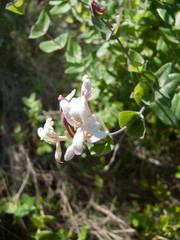 Lonicera implexa