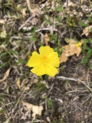 Crocanthemum canadense