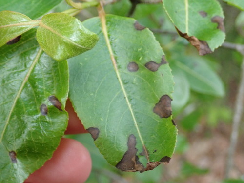 Podridão-de-ascochyta