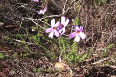 Jamesbrittenia microphylla