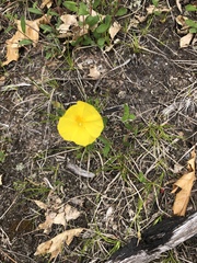 Crocanthemum canadense
