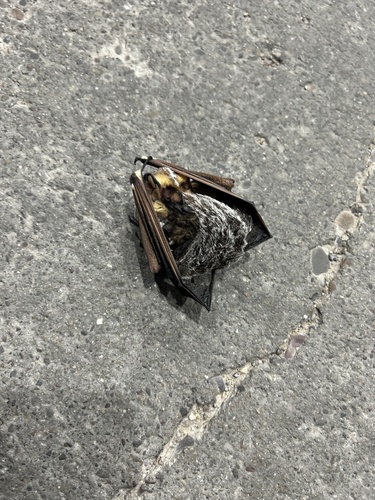 Northern Hoary Bat photographed in Wyoming