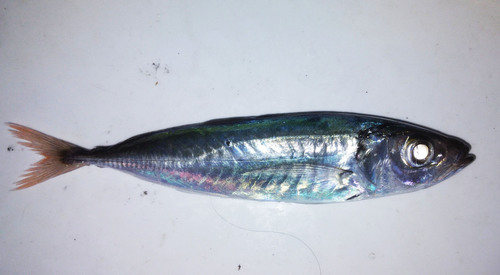 Roodstaart-koolvis (Decapterus kurroides) — Carangidae — 5