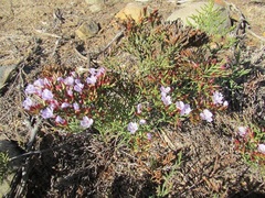 Limonium scabrum