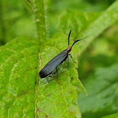 Dichomeris nonstrigella