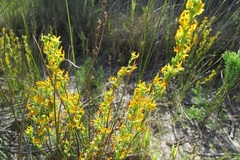 Manulea obovata