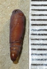 Goniocalpe heteromorpha