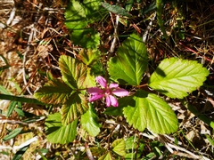 Rubus arcticus acaulis