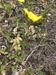 Crocanthemum canadense
